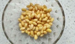 吃瓜黄豆,揭秘豆类食品的神奇魅力